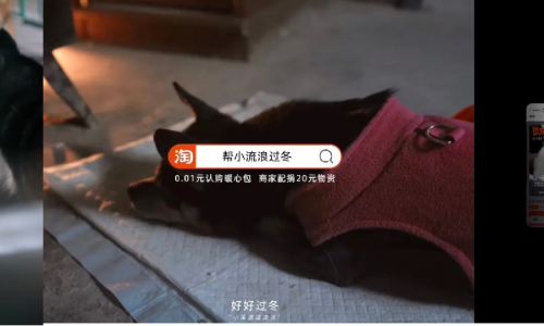 「特殊的推荐宝贝」：为小流浪汇聚每一分暖意